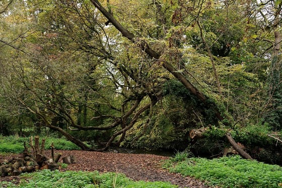 Morden Hall Park